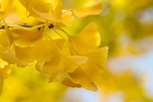 Ginkgo leaves
