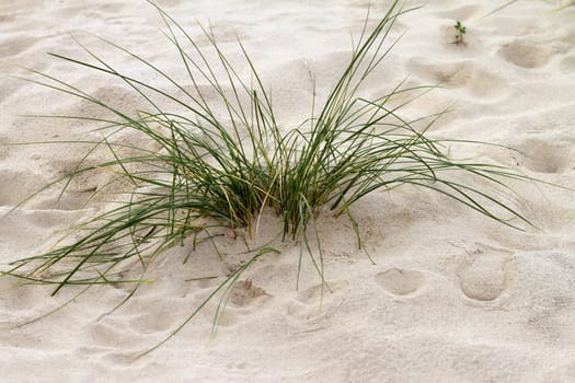 Dune grass on the beach