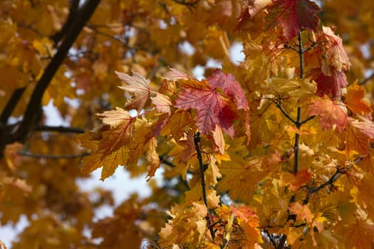 Autumn leaves on the tree