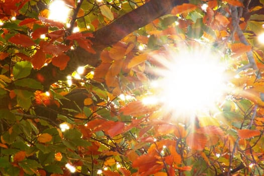 glittering bright sun rays through canopy