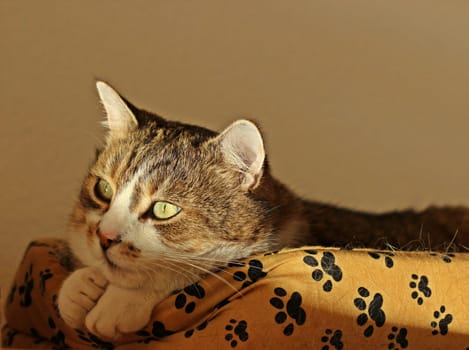 kater paul enjoys the winter sun in a basket