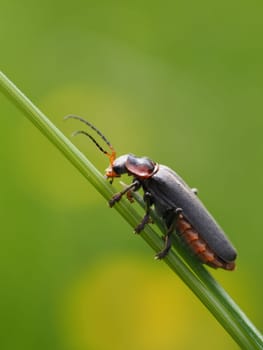 Soldier beetle