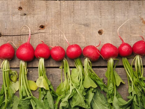 Fresh organic radishes in a row on a wooden table