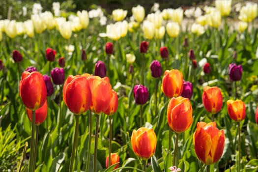 Tulip field with colorful tulips in full bloom in the bright spring