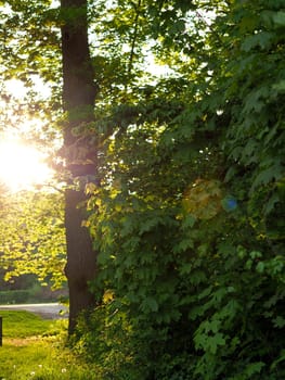 Natural tree or forest background with sundown