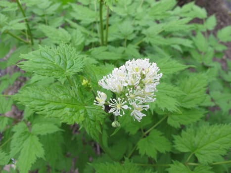 Black-ruffled Christophskraut with flower,Actaea spicata