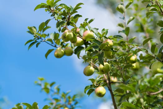 small green apples on a tree branch