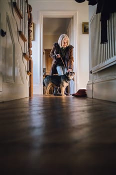 Senior woman is putting a leash on her dog in the corridor of her home, ready to take it out for a walk.