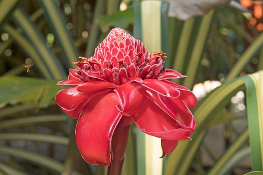 Ginger Flower in the Rain Forest in Tortuguero National Park in Costa Rica