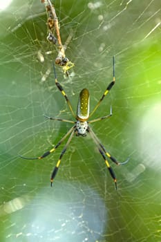 Golden Orb Spider in the Forest in Tortuguero National Park in Costa Rica