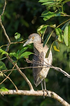 Immature Yellow Crowned Night Heron in a tree in Tortuguero National Park in Costa Rica