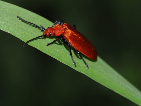 Cardinal beetle