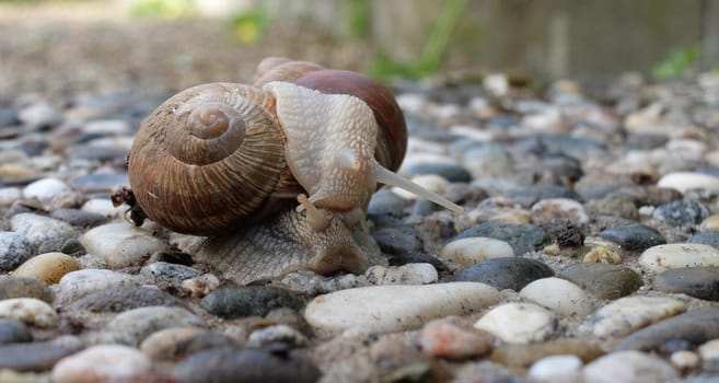 Snail love