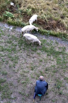 shepherd goats green grass Asia