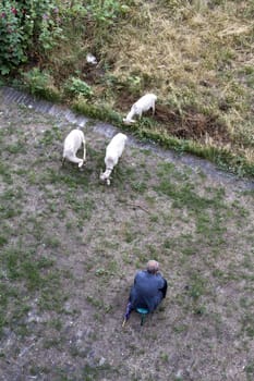 shepherd goats green grass