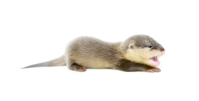 baby otter  isolated on white background