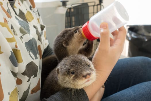 zookeeper feeding baby otter  with milk replacer