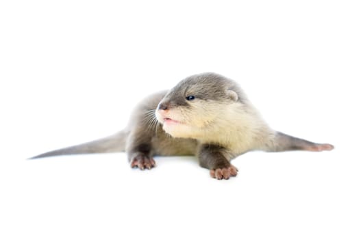 baby otter  isolated on white background