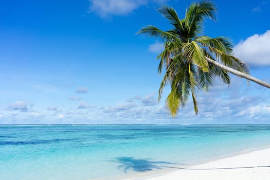 beautiful tropical beach and sea with coconut tree