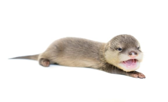 baby otter  isolated on white background