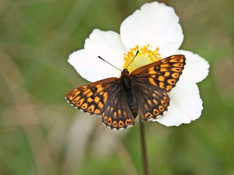 Keyflower Cube Butterfly (Hamearis lucina) on Anemone sylvestris[