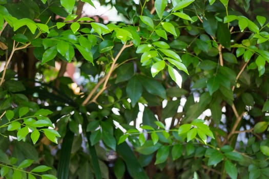Green Lotus Leaf In Summer Day, stock photo