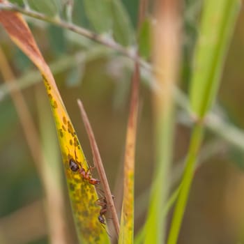 Macro of two ants harvesting aphids.