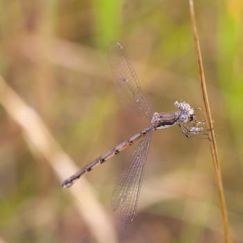 Macro of a damselfly eating a moth. Damselfly is covered in the scales of the moth's wings.