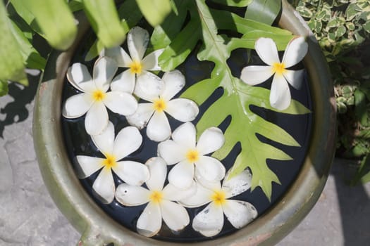 White Flowers Group On Water Bowl, stock photo