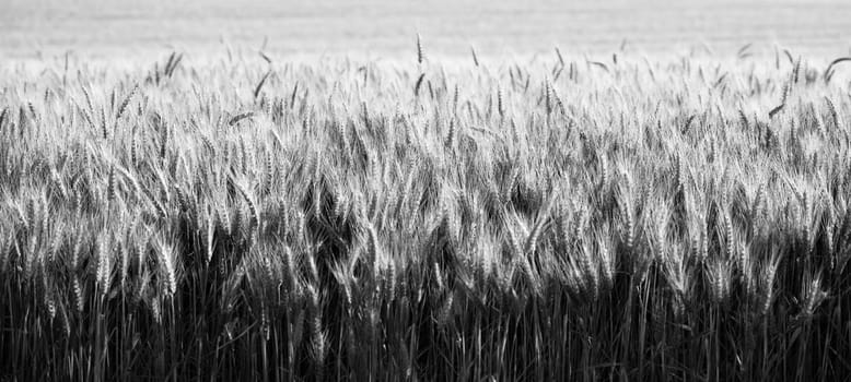 Crops thrive in the fields in this panoramic close up