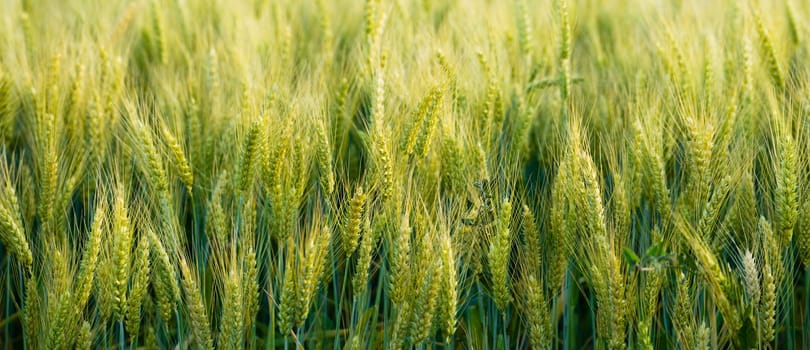 Green crops thrive in the fields in this panoramic close up