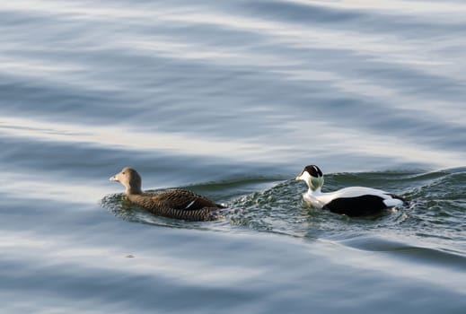 two beutiful eider one female and one male swim and look for food
