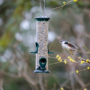one bird on his way to the food
