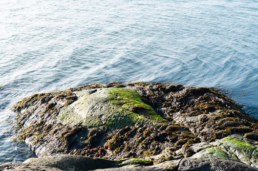 The rock is full of green and brown slime from the ocean