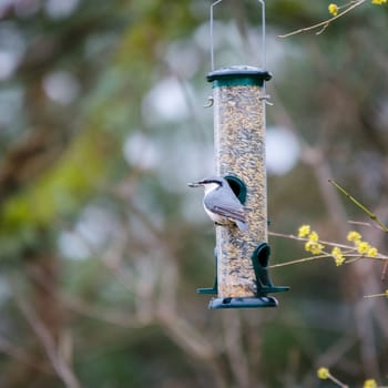 One wild nuthatch Sit in the three and eat seed