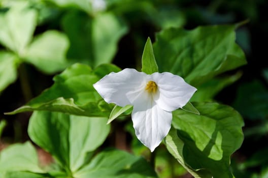 Trillium grandiflorum a beutiful white flower the flower is from USA