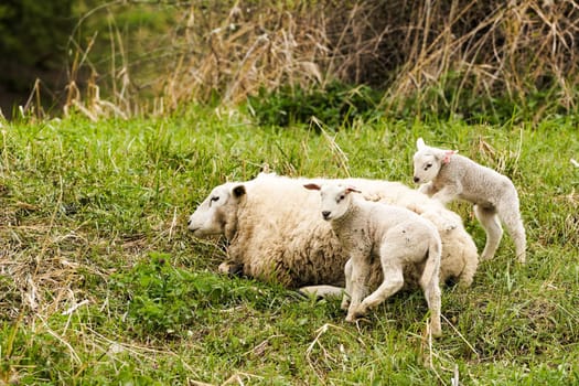Sheep with dams in a meadow
