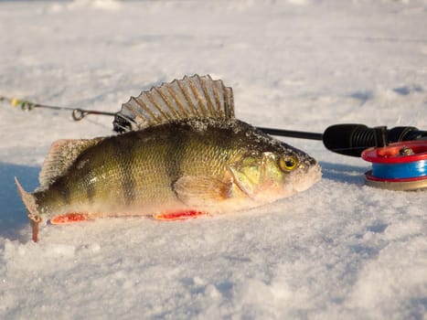 Perch on ice caught in the winter on a fishing tackle on the top Volga in Russia
