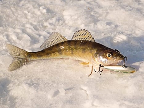 Pike perch on ice caught in the winter on a fishing tackle on the top Volga in Russia