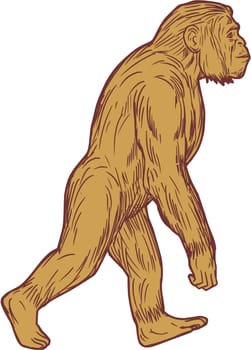 Drawing sketch style illustration of Homo habilis, a species of the tribe Hominini, during the Gelasian and early Calabrian stages of the Pleistocene period walking viewed from the side set on isolated white background.