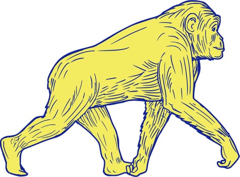 Drawing sketch style illustration of a chimpanzee walking viewed from the side set on isolated white background.