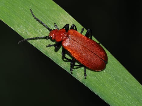 Cardinal beetle