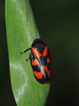 Blood cicada