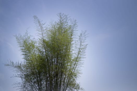 Bamboo Tree On Blue Sky, stock photo