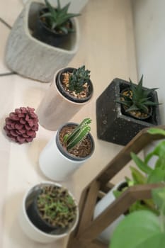 Green Plant In Minimal Room Style, stock photo