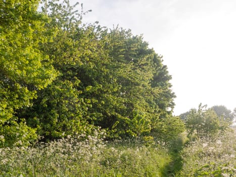 a lush natural environment outside in the meadow and peaceful and happy in nature with green spring light vibrance