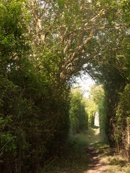 a pathway through a meadow with tree archway wonderful journey walking through country spring and summer natural light heaven wonder