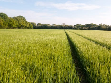 gorgeous crop field outside growing in the sun light shimmering farm land spring light