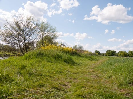 a walking path along a country field in summer afternoon outside in essex uk of england with no people about lush and beautiful