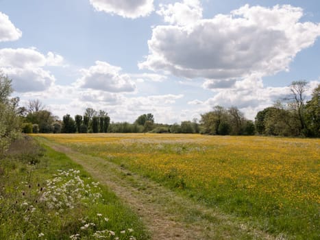 a pathway through a peaceful summer countryside scene with buttercup fields outside in the uk england and essex serene